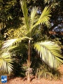 Burretiokentia hapala palmboom in bloei.jpg