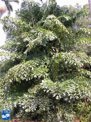 Caryota mitis (Zachte vinnetjespalm) palmboom.jpg