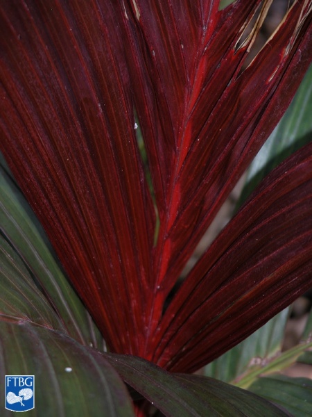 Bestand:Areca vestiaria nieuw rood blad.jpg