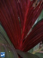 Areca vestiaria nieuw rood blad.jpg