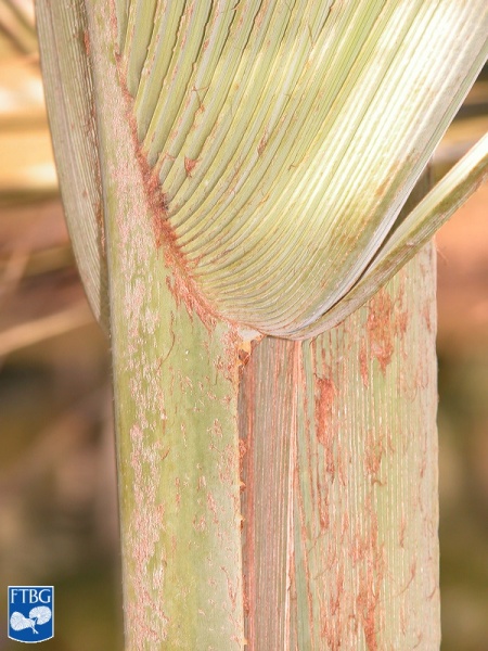 Bestand:Brahea armata (Blauwe hesperpalm) aanzet blad close up.jpg