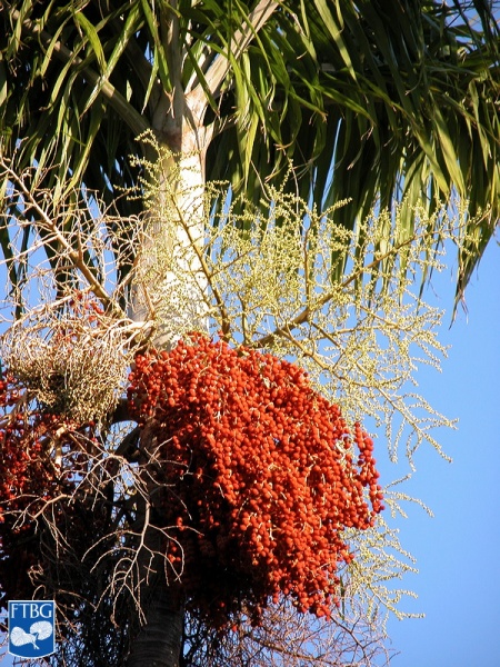 Bestand:Carpentaria acuminata bloei (3).jpg