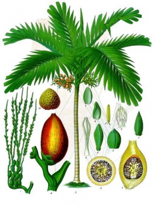 Betelpalm schema.jpg