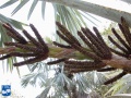 Bismarckia nobilis bloei (2).jpg