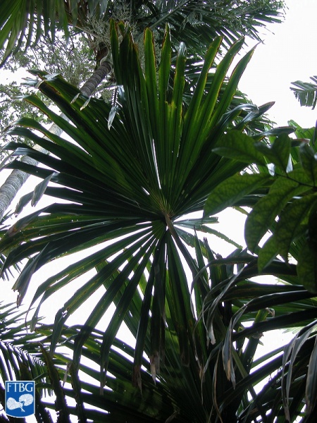 Bestand:Borassodendron machadonis onderzijde blad.jpg