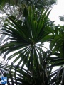 Borassodendron machadonis onderzijde blad.jpg