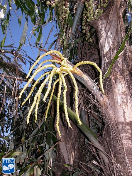 Bestand:Arenga undulatifolia bloei.jpg