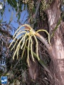 Arenga undulatifolia bloei.jpg