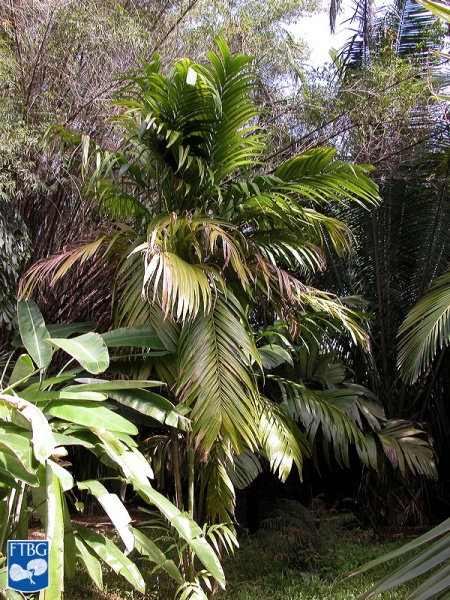 Bestand:Areca triandra palmboom (4).jpg