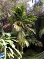 Areca triandra palmboom (4).jpg