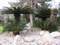 Cycas revoluta oude palmvaren.jpg