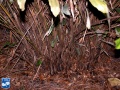 Arenga porphyrocarpa stammen.jpg