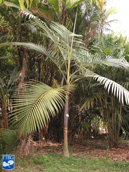 Bestand:Archontophoenix purpurea palmboom .jpg