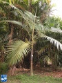 Archontophoenix purpurea palmboom .jpg