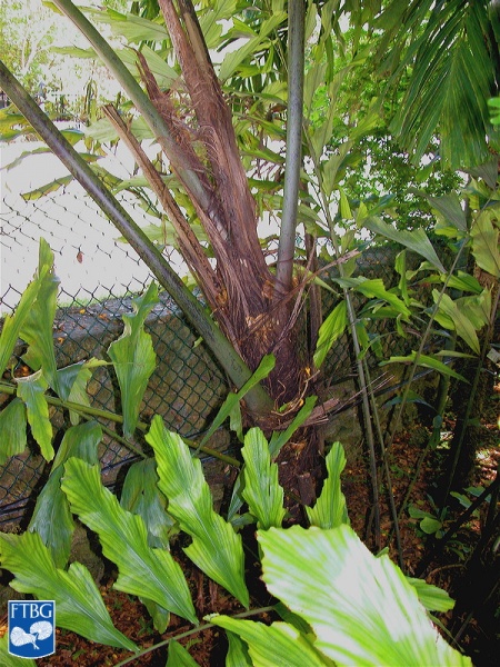 Bestand:Arenga brevipes palm.jpg