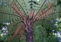 Dicksonia squarrosa.jpg