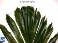 Arenga microcarpa top blad close up.jpg