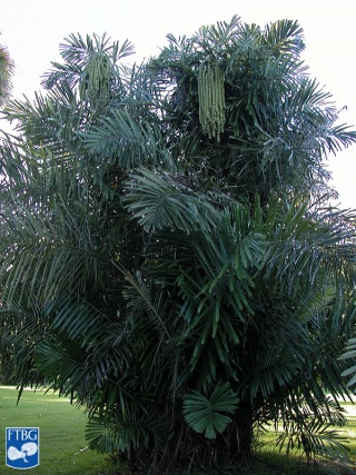 Arenga obtusifolia palmboom.jpg