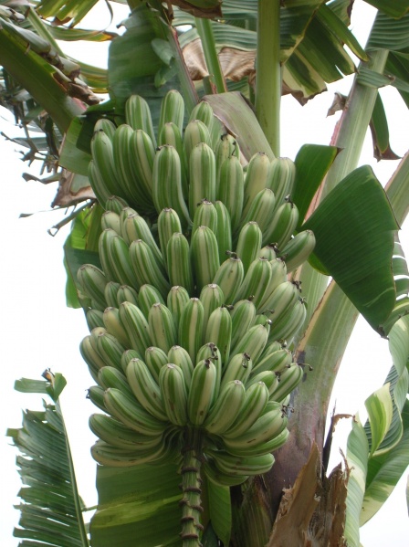 Bestand:Musa aeae bananen.jpg