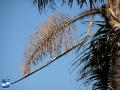 Aiphanes minima (Macaw palm) bloei (4).jpg