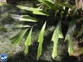 Arenga porphyrocarpa blad.jpg