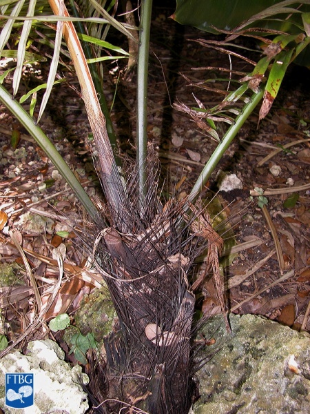 Bestand:Arenga westerhoutii stam.jpg