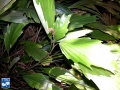 Arenga caudata palm (3).jpg