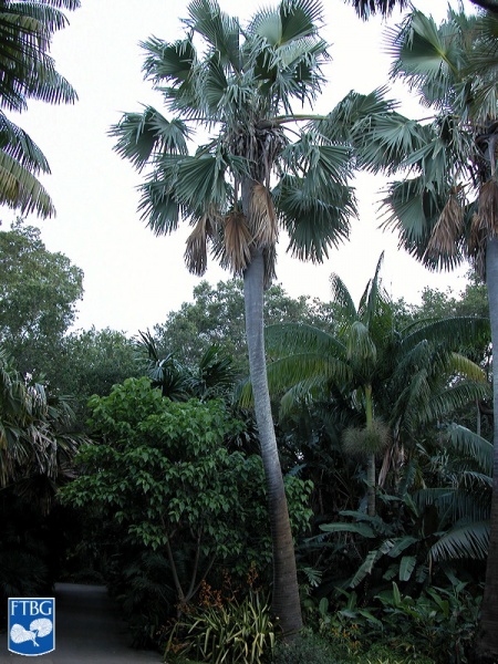 Bestand:Borassus aethiopum palmboom (3).jpg