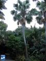 Borassus aethiopum palmboom (3).jpg