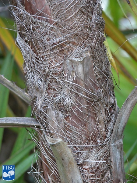 Bestand:Acoelorrhaphe wrightii (Everglades palm) stam.jpg