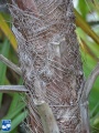 Acoelorrhaphe wrightii (Everglades palm) stam.jpg