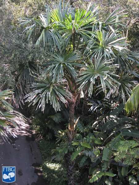 Bestand:Borassodendron machadonis kroon.jpg