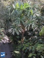Borassodendron machadonis kroon.jpg