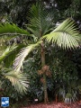 Burretiokentia hapala palmboom (3).jpg