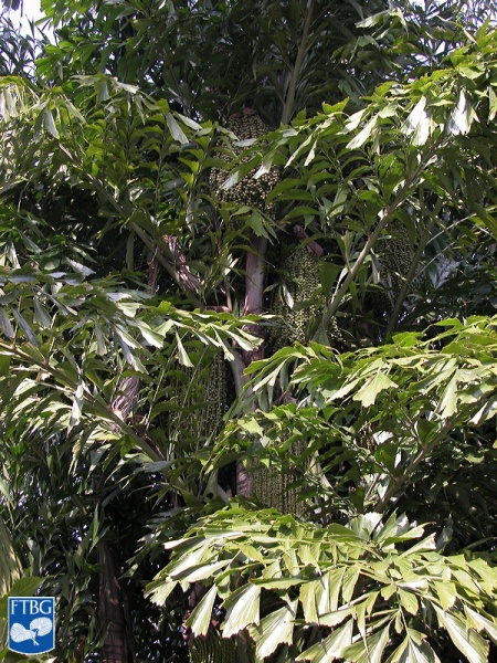 Bestand:Caryota mitis (Zachte vinnetjespalm) palmboom in bloei.jpg