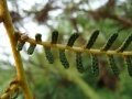 Ctomentosissimasporen1.jpg