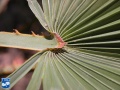 Acoelorrhaphe wrightii (Everglades palm) aanzet blad (3).jpg