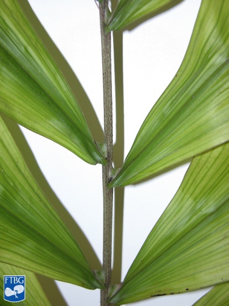 Bestand:Arenga undulatifolia blad closeup.jpg