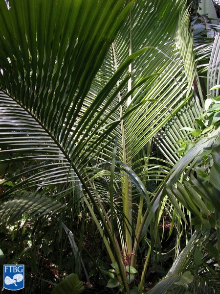 Bestand:Beccariophoenix madagascariensis palmboom.jpg