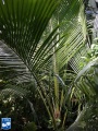 Beccariophoenix madagascariensis palmboom.jpg