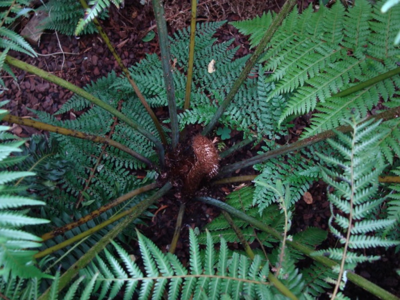Bestand:Cdealbata.jpg