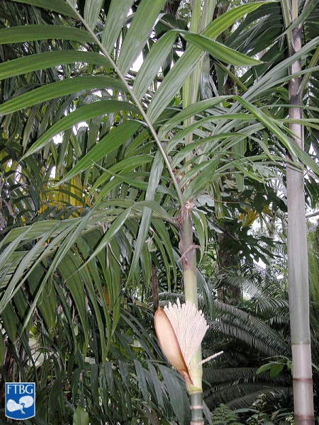 Bestand:Areca macrocalyx bloei.jpg