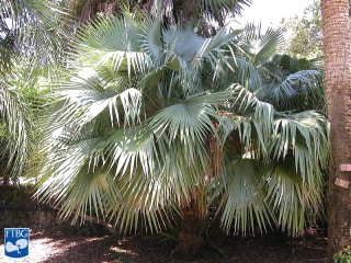 Brahea dulcis (Rotspalm) palm.jpg