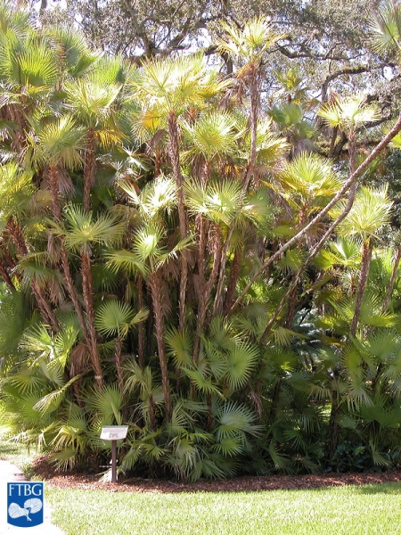 Bestand:Acoelorrhaphe wrightii (Everglades palm) bosje.jpg