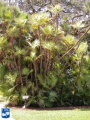 Acoelorrhaphe wrightii (Everglades palm) bosje.jpg