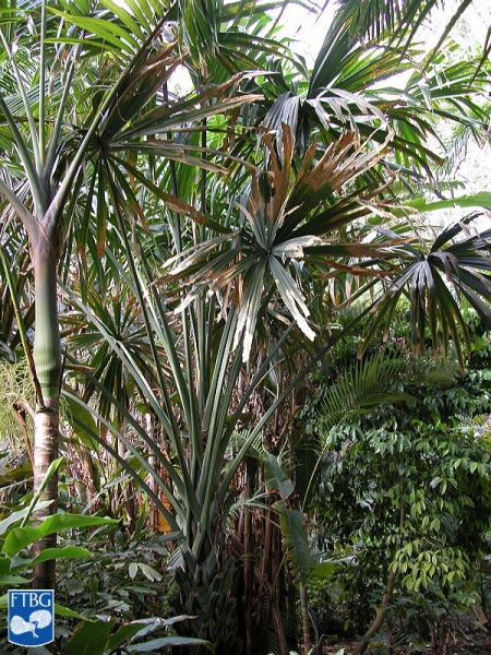 Bestand:Borassodendron machadonis bladeren.jpg