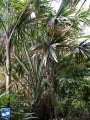 Borassodendron machadonis bladeren.jpg