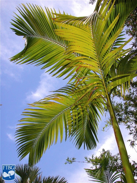 Bestand:Actinorhytis calapparia (Calappa palm) palmboom.jpg