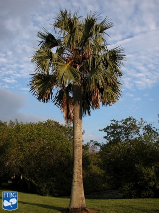 Borassus aethiopum palmboom.jpg