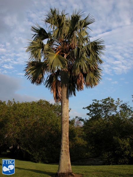 Bestand:Borassus aethiopum palmboom.jpg